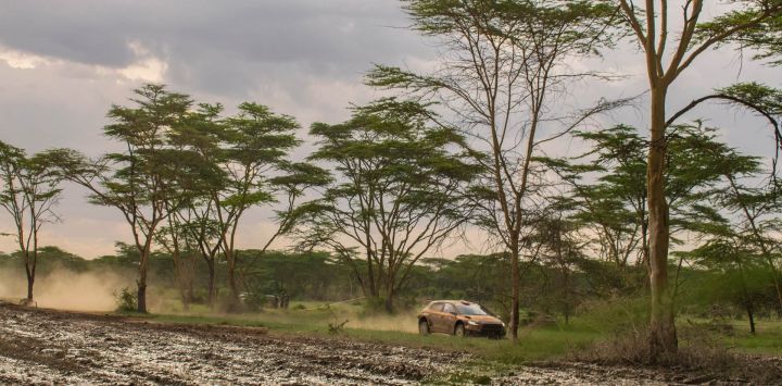 Imagen del conductor polaco, Daniel Chwist, con su copiloto, Kamil Heller, compitiendo en el tercer día del Rally Safari de Kenia 2026 del Campeonato Mundial de Rally, en las costas del lago Elementaita, en Naivasha, en el condado de Nakuru, Kenia.