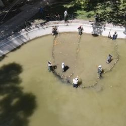 Los peces son trasladados en un camión especialmente acondicionado, que cuenta con una gran pileta móvil. El agua es tratada con azul de metileno, un desinfectante que ayuda a preservar la salud de los ejemplares, mientras que un sistema de aireación continua garantiza niveles óptimos de oxígeno.