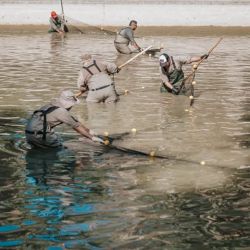 Los peces son trasladados en un camión especialmente acondicionado, que cuenta con una gran pileta móvil. El agua es tratada con azul de metileno, un desinfectante que ayuda a preservar la salud de los ejemplares, mientras que un sistema de aireación continua garantiza niveles óptimos de oxígeno.