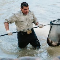 Los peces son trasladados en un camión especialmente acondicionado, que cuenta con una gran pileta móvil. El agua es tratada con azul de metileno, un desinfectante que ayuda a preservar la salud de los ejemplares, mientras que un sistema de aireación continua garantiza niveles óptimos de oxígeno.