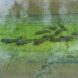Los peces son trasladados en un camión especialmente acondicionado, que cuenta con una gran pileta móvil. El agua es tratada con azul de metileno, un desinfectante que ayuda a preservar la salud de los ejemplares, mientras que un sistema de aireación continua garantiza niveles óptimos de oxígeno.
