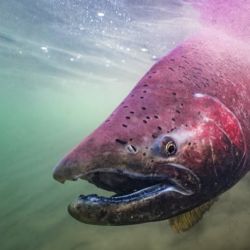 El operativo coincide con el período en el que el Chinook abandona el mar y remonta los ríos patagónicos para reproducirse, en un ciclo biológico que culmina con su muerte en agua dulce. 