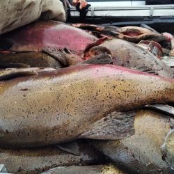 El operativo coincide con el período en el que el Chinook abandona el mar y remonta los ríos patagónicos para reproducirse, en un ciclo biológico que culmina con su muerte en agua dulce. 