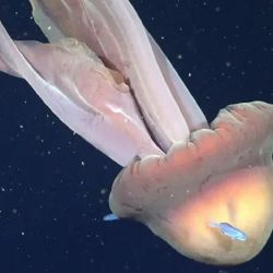 La campana de la gigantesca medusa puede alcanzar un diámetro de hasta 1 metros y sus cuatro brazos pueden alcanzar hasta 10 metros de larg