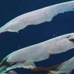 La campaña se realizó mediante una colaboración entre el Schmidt Ocean Institute y la Facultad de Ciencias Exactas y Naturales - UBA y documentó una rara medusa fantasma de aguas profundas del tamaño de un autobús escolar