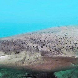 La pérdida de un ejemplar adulto de gatopardo genera un daño biológico severo. Se trata de un depredador tope, con crecimiento lento, maduración tardía y baja reproducción, características que lo vuelven extremadamente vulnerable. 