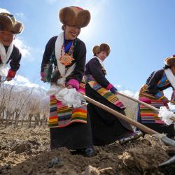 Aldeanos vestidos con atuendos tradicionales, participan en una ceremonia para conmemorar el inicio de la agricultura de primavera, en la aldea de Gaiba de la ciudad de Shannan, en la región autónoma de Xizang, en el suroeste de China. | Foto:Xinhua/Jigme Dorje