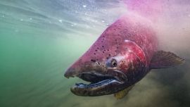 Secuestran más de 70 salmones Chinook en un operativo sorpresa en El Chaltén