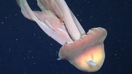 ¿Quién es la investigadora bonaerense que encontró una medusa gigante en el mar Argentino?