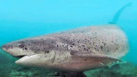 La pérdida de un ejemplar adulto de gatopardo genera un daño biológico severo. Se trata de un depredador tope, con crecimiento lento, maduración tardía y baja reproducción, características que lo vuelven extremadamente vulnerable.