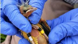 Colocaron transmisores GPS a decenas de ejemplares de tordo amarillo en Entre Ríos