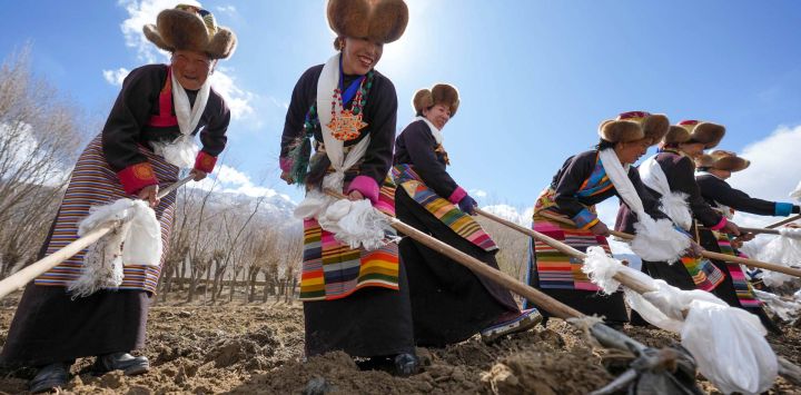 Aldeanos vestidos con atuendos tradicionales, participan en una ceremonia para conmemorar el inicio de la agricultura de primavera, en la aldea de Gaiba de la ciudad de Shannan, en la región autónoma de Xizang, en el suroeste de China.