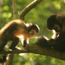 El hallazgo permitirá aplicar estrategias para evitar mermas económicas en la producción forestal y proteger a la fauna local. 