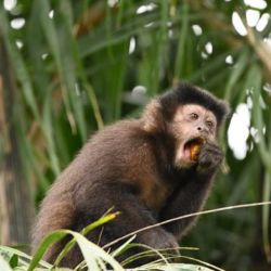 Un equipo del CONICET descubrió los motivos ecológicos por los cuales los monos caí remueven la corteza de los pinos en plantaciones forestales de la provincia de Misiones