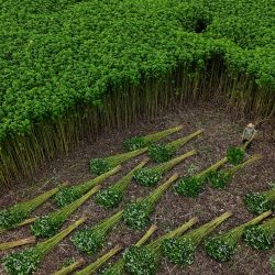 Esta vista aérea muestra a un agricultor cortando plantas de malva (Urena lobata) en la comunidad ribereña de São Sebastião, en Manacapuru, estado de Amazonas, Brasil. | Foto:MICHAEL DANTAS / AFP