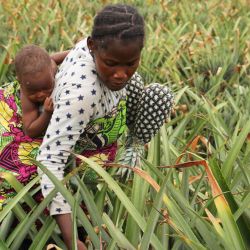 Una agricultora trabaja en un campo de piñas, en la comuna de Zé, una importante zona productora de piña en el sur de Benín. La piña es uno de los principales productos agrícolas de exportación de Benín, y la variedad cultivada localmente, Sugarloaf, es el primer producto de Benín con indicación geográfica certificada por la Organización Africana de la Propiedad Intelectual. | Foto:Xinhua/Seraphin Zounyekpe