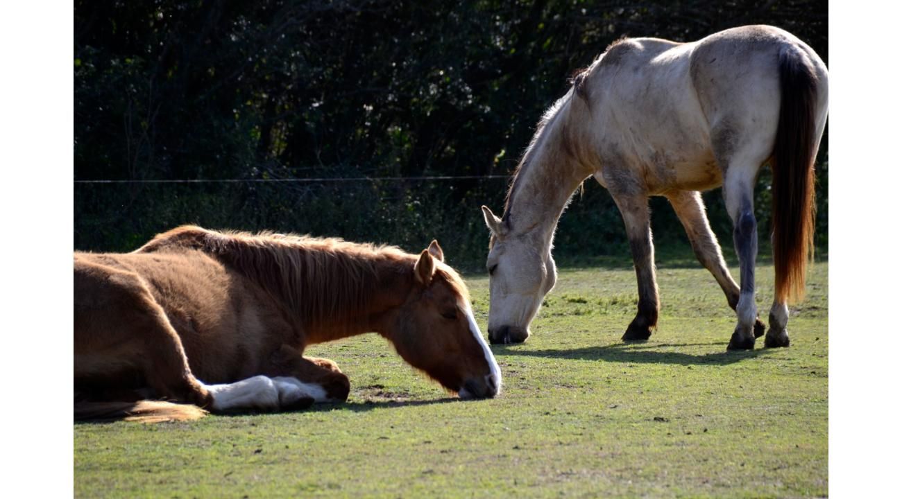 Terapias asistidas por caballos: el poder de un vínculo sanador