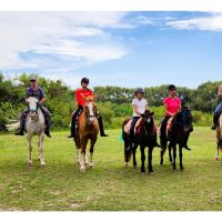 Terapias asistidas por caballos: el poder de un vínculo sanador