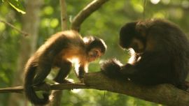 Científicos argentinos descubren porqué los monos caí descortezan los pinos en Misiones