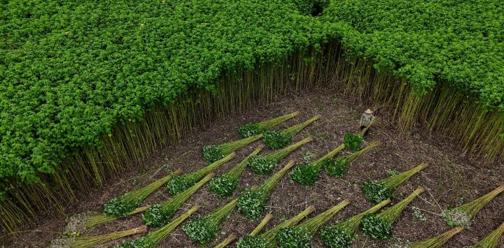 Esta vista aérea muestra a un agricultor cortando plantas de malva (Urena lobata) en la comunidad ribereña de São Sebastião, en Manacapuru, estado de Amazonas, Brasil.