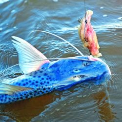 Patìes en los canales profundos.