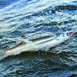 Chascomús volvió al podio de la pesca.