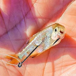 Chascomús volvió al podio de la pesca.