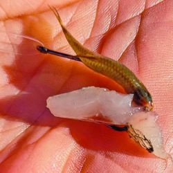 Chascomús volvió al podio de la pesca.