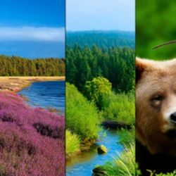 Más de 48.600 especies están actualmente en peligro de extinción.