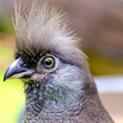 En los últimos cinco años hasta un total de 310 especies pasaron a la categoría de 