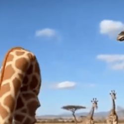 Therian jirafa | Foto:CEDOC