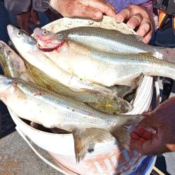 Guaminí ofrece múltiples alternativas para la pesca del pejerrey, pero en este arranque de temporada el protagonismo se lo lleva el Lago del Monte.