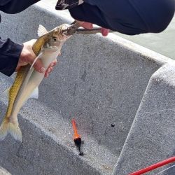 Guaminí ofrece múltiples alternativas para la pesca del pejerrey, pero en este arranque de temporada el protagonismo se lo lleva el Lago del Monte.