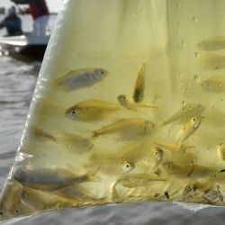 En un mundo donde aparecen constantemente nuevas alternativas, la mojarra mantiene su lugar como la carnada más confiable para la pesca del pejerrey.