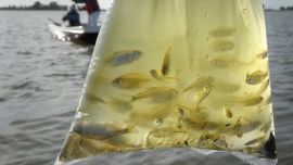 La reina del pejerrey: por qué la mojarra sigue siendo la carnada más efectiva