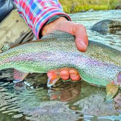 Pesca de truchas en Copahue.