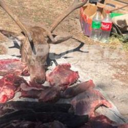 Cazaron a un ciervo colorado en un área que no estaba habilitada como coto de caza.
