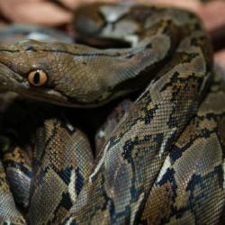 El ejemplar fue descubierto por primera vez en la región de Maros, en la isla de Sulawesi,