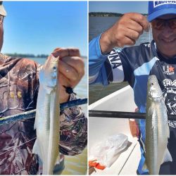 El mes cierra con buenos rendimientos y mejores perspectivas para lo que se avecina.