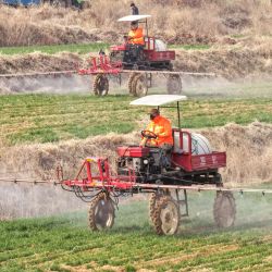 Agricultores aplican fertilizantes y realizan control de plagas y enfermedades en los cultivos de trigo, en el poblado de Hushan, en la ciudad de Rongcheng, en la provincia de Shandong, en el este de China. Después del equinoccio de primavera, los agricultores de Shandong han aprovechado la temporada agrícola para llevar a cabo la labranza de primavera. | Foto:Xinhua/Li Xinjun)