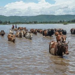En la foto se observa ganado siendo guiado a través de una zona inundada en West Nyakach, condado de Kisumu. Las tormentas torrenciales que han provocado inundaciones repentinas en Kenia han dejado al menos 81 muertos este mes, según informaron las autoridades, mientras las lluvias continuaban azotando gran parte del país. | Foto:BRIAN ONGORO / AFP