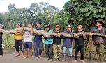 Te presentamos a la serpiente salvaje más larga del mundo encontrada en Indonesia