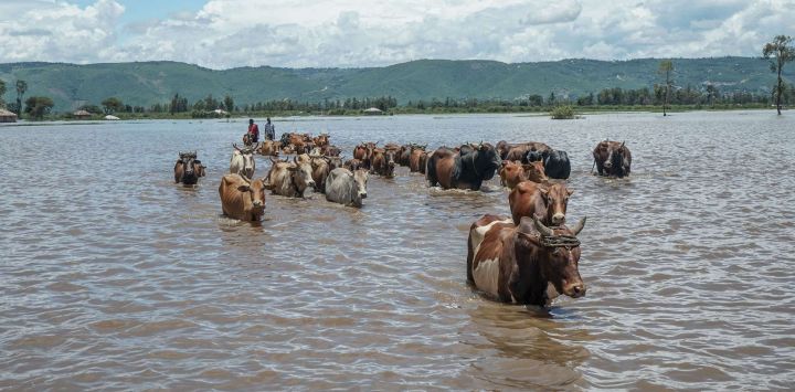 En la foto se observa ganado siendo guiado a través de una zona inundada en West Nyakach, condado de Kisumu. Las tormentas torrenciales que han provocado inundaciones repentinas en Kenia han dejado al menos 81 muertos este mes, según informaron las autoridades, mientras las lluvias continuaban azotando gran parte del país.