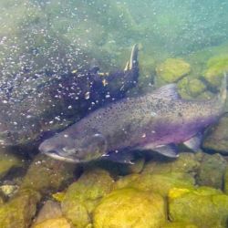 El reglamento provincial establece que la temporada de pesca deportiva se extiende del 1 de agosto al 30 de noviembre, con un límite de extracción de dos piezas por persona. Fuera de ese período, cualquier captura constituye una infracción.