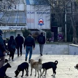 En Tiflis, la capital de Georgia, los perros sin hogar son tratados con absoluto respeto.