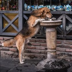  Solo en el último año se alcanzó la cifra récord de más de 9.000 perros esterilizados, una medida clave para controlar la población.