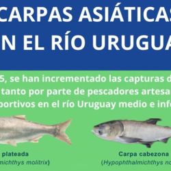 El avance de estas carpas no es menor. Se trata de peces con alta capacidad reproductiva y gran consumo de alimento en suspensión, lo que afecta directamente a otras especies. 