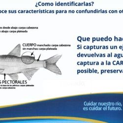 El avance de estas carpas no es menor. Se trata de peces con alta capacidad reproductiva y gran consumo de alimento en suspensión, lo que afecta directamente a otras especies. 