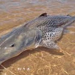 Los científicos que estudian las migraciones de los peces se sorprendieron por la distancia y el tiempo transcurrido desde que fue marcado el surubí hasta su captura, en el río Paraná Pavón.