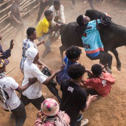Atletas intentan controlar un cebú introducido en una arena durante una competición de Savika Omby en Antananarivo. El Savika Omby es un deporte tradicional malgache que se practica principalmente en las zonas rurales de las tierras altas de Madagascar. Considerado la forma malgache de la tauromaquia, consiste en dominar a un cebú macho adulto sujetándolo por la joroba o el cuello. El participante que lo sujeta durante más tiempo se gana el favor del público. El Savika Omby es practicado por agricultores y pastores de cebúes en los arrozales, donde estos animales se utilizan para arar la tierra. | Foto:RIJASOLO / AFP